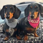 Dog Bandanas