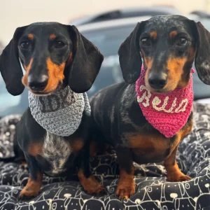 Dog Bandanas