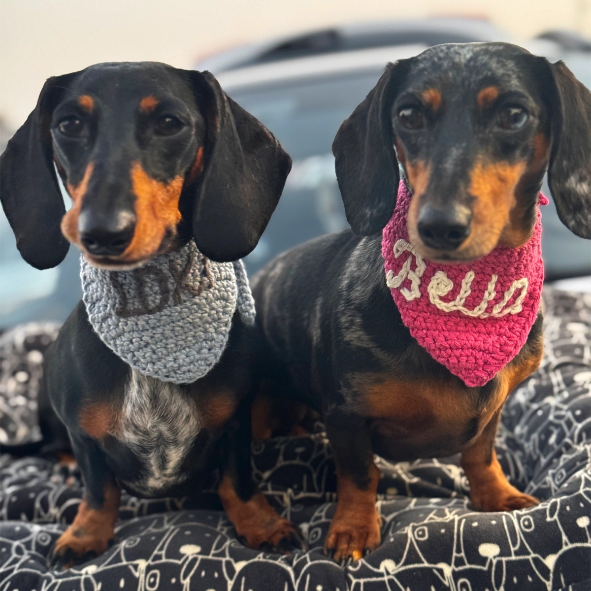 Dog Bandanas
