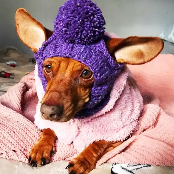 Dog Knit Hat 2