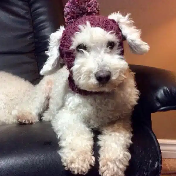 Dog Knit Hat 3