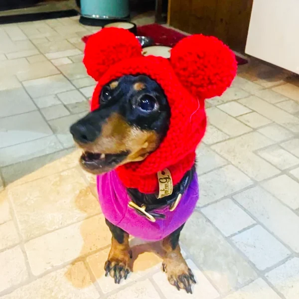Dog Knit Hat - Image 7