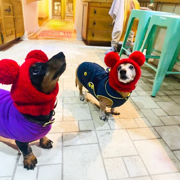 Dog Knit Hat - Image 8