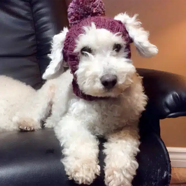 dog-knit-hat-600x600-thumb