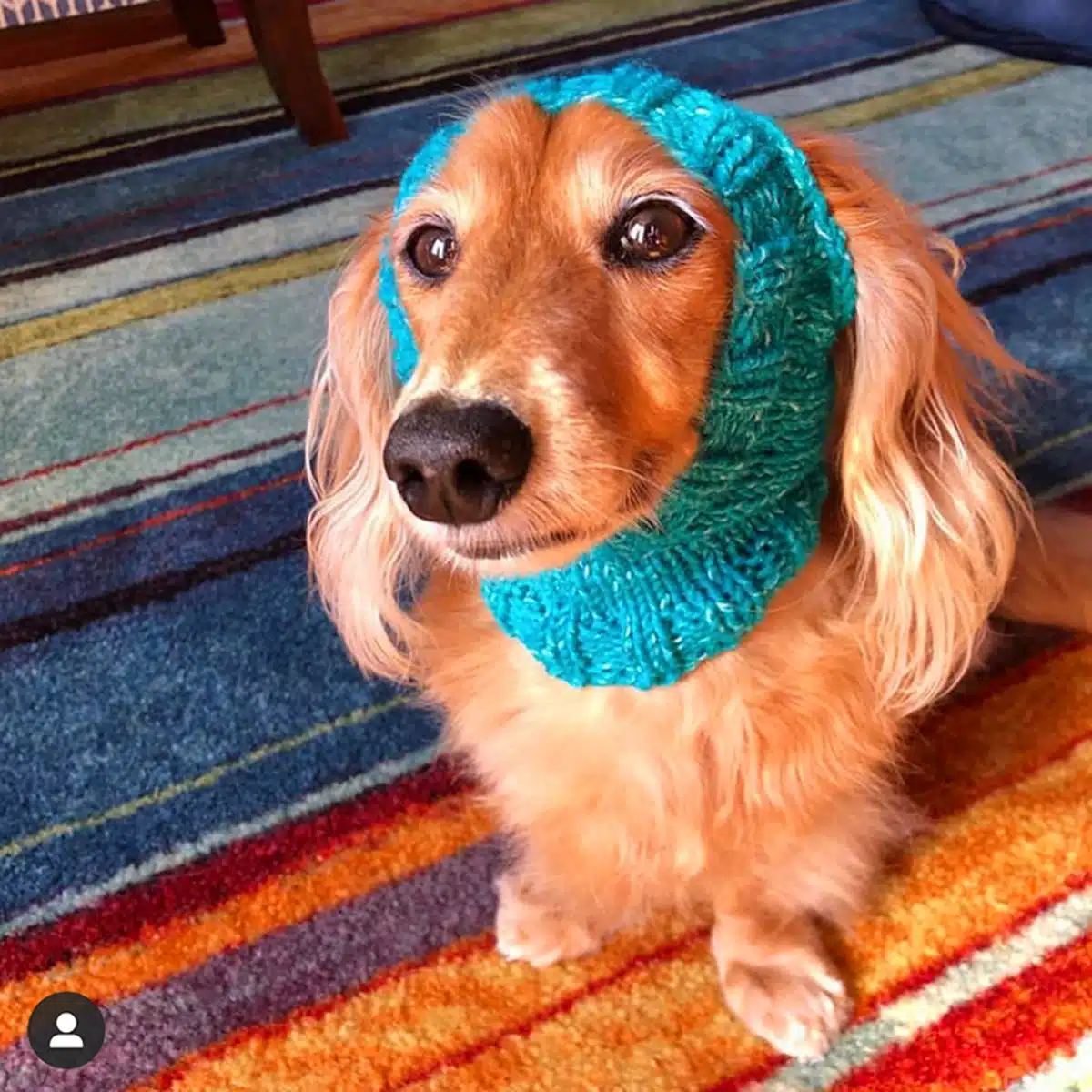 Dog Knit Hat 5