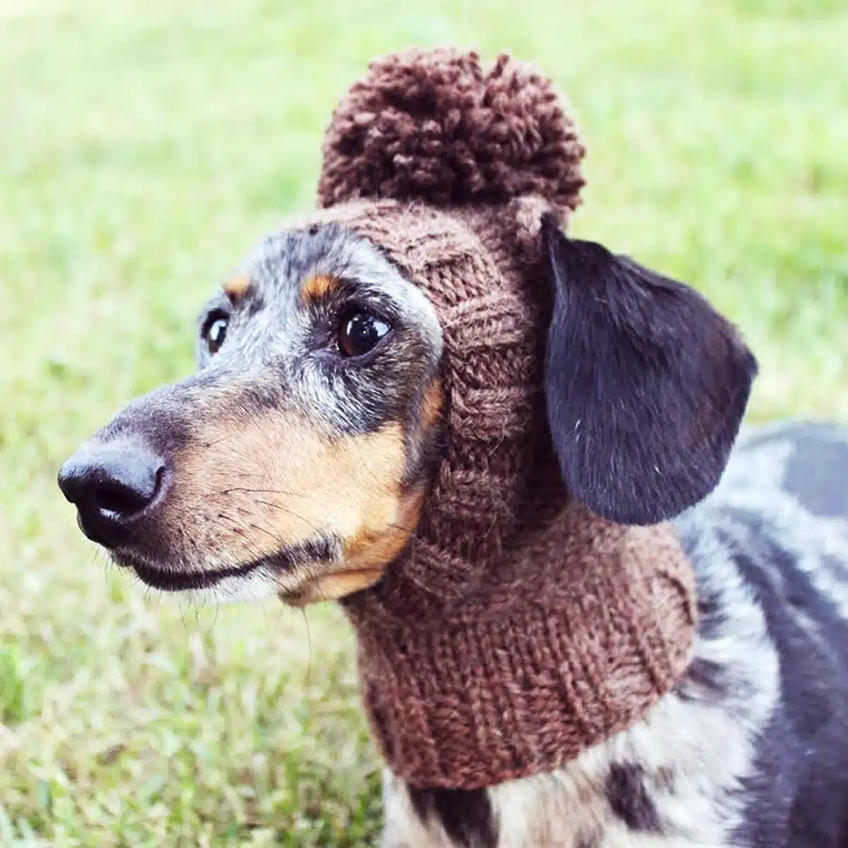 Dog Knit Hat 4
