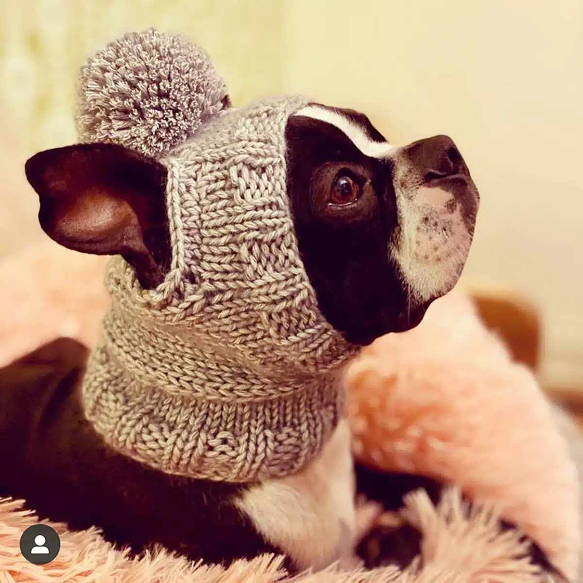 Dog Knit Hat