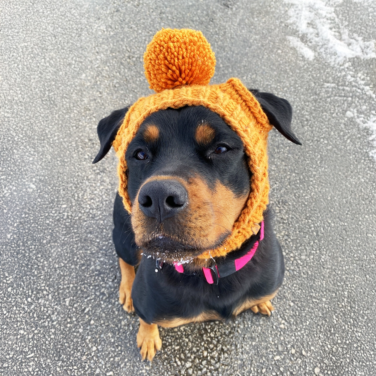 Dog Knit Hat